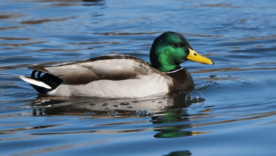 clipart:1pbp54ha4qe= duck