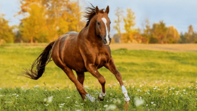 clipart:8ph6q0ltrde= horse