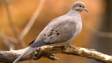 Female:0bw9yl5ov2y= Mourning Dove