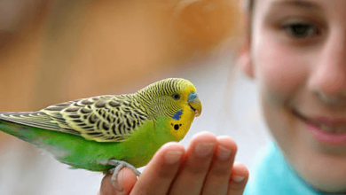 Female:4sq5erfj_T0= Budgerigar