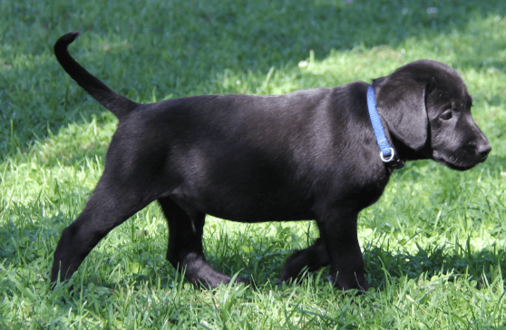 Female:7xymt5mpuzu= Black Lab Puppies