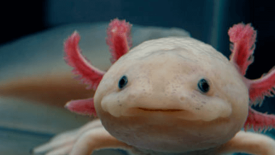 Cute:-F0r1q474vo= Axolotl