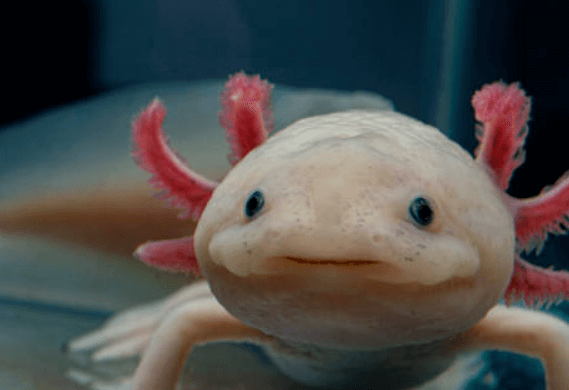 Cute:-F0r1q474vo= Axolotl