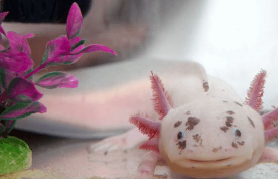 Cute:-F0r1q474vo= Axolotl