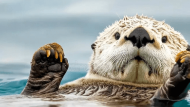 Cute:0yfyu-2i53u= Sea Otters