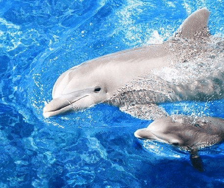 Cute:0u5pmhczsoe= Dolphins