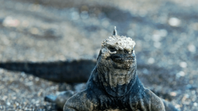 Baby:7b1fmv5zkf8= Marine Iguana