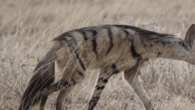 Baby:-6av7cfgfby= Aardwolf