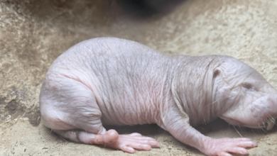 Cute:6ukywppzkf8= Mole Rat