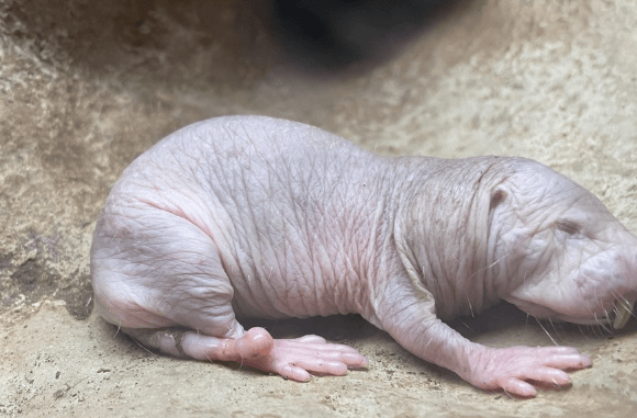 Cute:6ukywppzkf8= Mole Rat