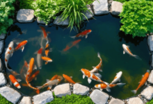 Koi Pond
