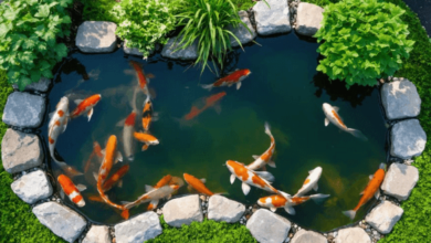 Koi Pond