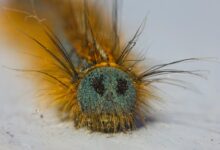 fixing folpzo333 bug issues