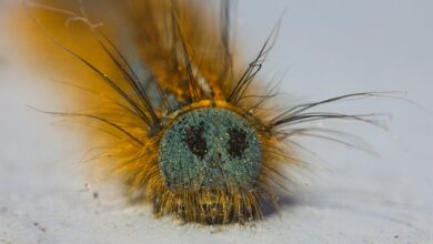 fixing folpzo333 bug issues