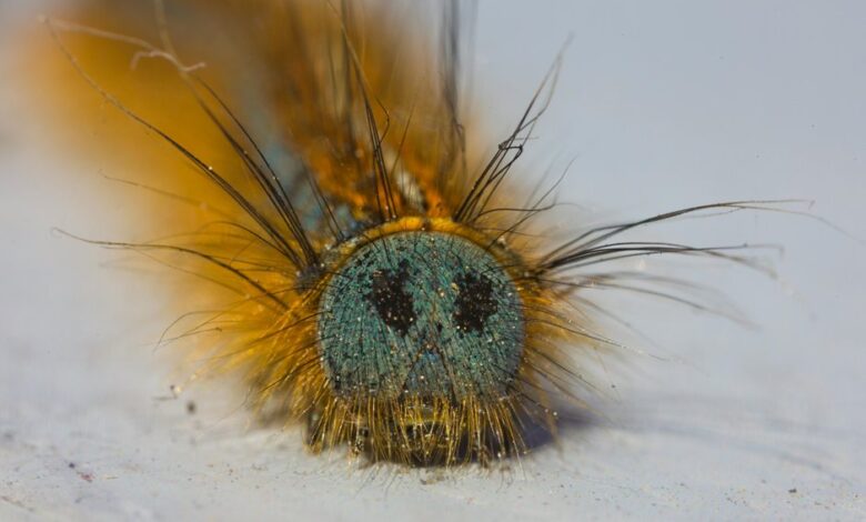 fixing folpzo333 bug issues