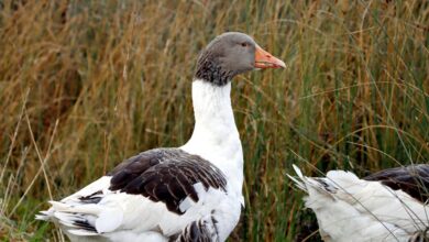 flavial s profile summary overview