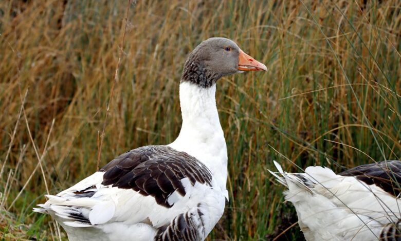 flavial s profile summary overview