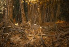 quantitative signal harmonization log